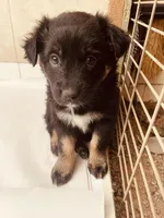 Becky, a male Australian Shepherd for sale in Mora, NM – 3 of 6