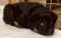 Becky, a male Australian Shepherd for sale in Mora, NM – 2 of 6