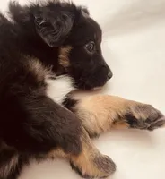 Becky, a male Australian Shepherd for sale in Mora, NM – 5 of 6
