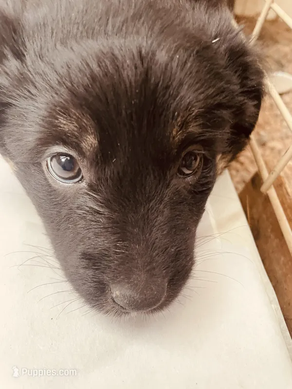Becky – Australian Shepherd puppy for sale in Mora, NM