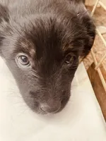 Becky, a male Australian Shepherd for sale in Mora, NM – 1 of 6