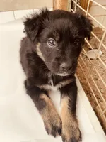 Becky, a male Australian Shepherd for sale in Mora, NM – 4 of 6