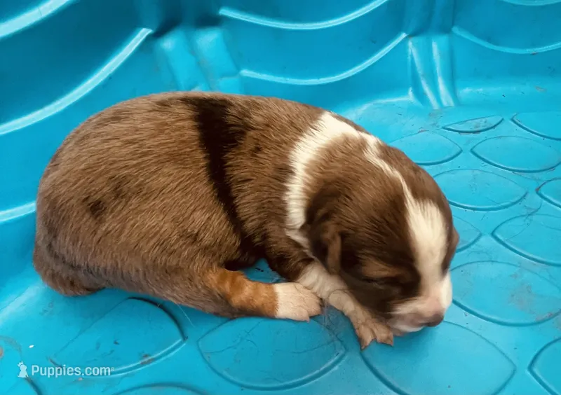 Buster, a male Australian Shepherd for sale in Mora, NM – Photo 1 of 1