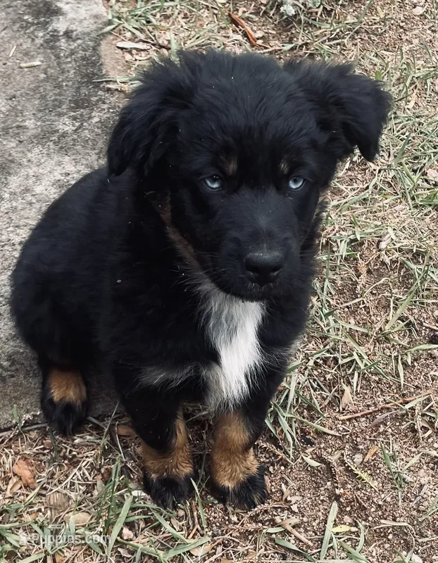 Burt – Australian Shepherd puppy for sale in Mora, NM