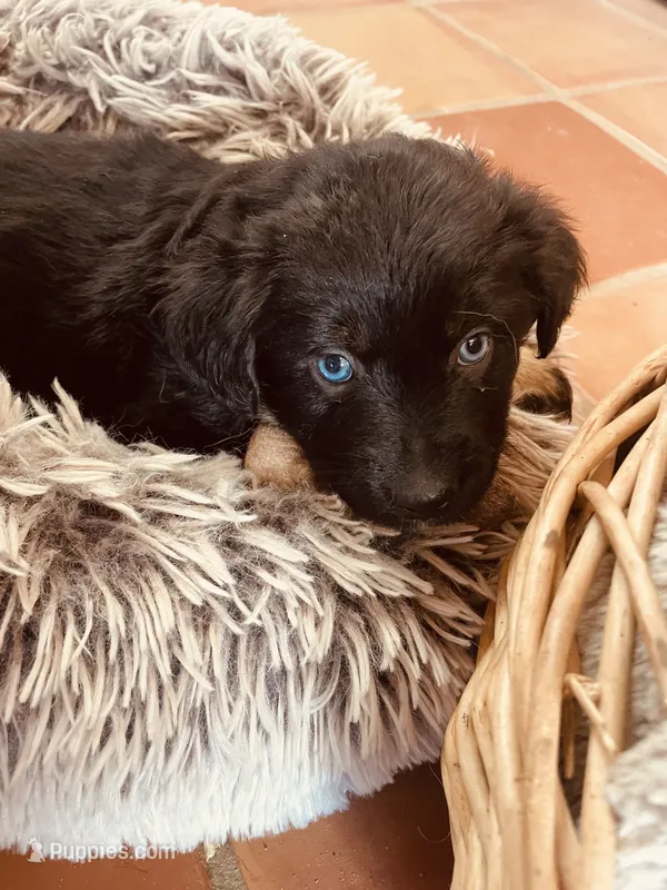 Burt – Australian Shepherd puppy for sale in Mora, NM