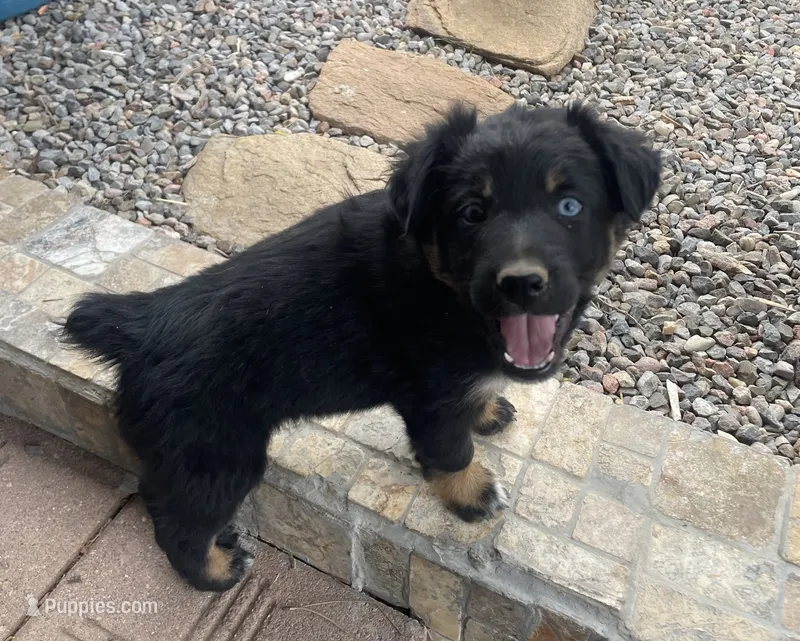 Becky – Australian Shepherd puppy for sale in Mora, NM