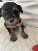 Cash, a male Morkie for sale in Mora, NM – 4 of 6