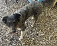 Whitney Hill Mitzie, a female Australian Shepherd for sale in Mora, NM – 2 of 7