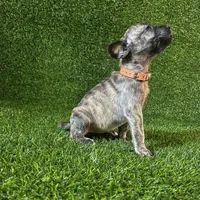 Freya(ORANGE), a female Perro de Presa Canario for sale in San Andreas, CA – Photo 3 of 3