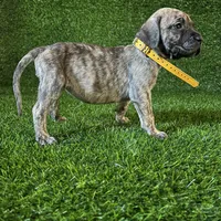Lagertha(YELLOW), a female Perro de Presa Canario for sale in San Andreas, CA – Photo 1 of 3