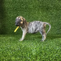 Lagertha(YELLOW), a female Perro de Presa Canario for sale in San Andreas, CA – Photo 3 of 3