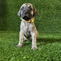 Lagertha(YELLOW), a female Perro de Presa Canario for sale in San Andreas, CA – Photo 2 of 3