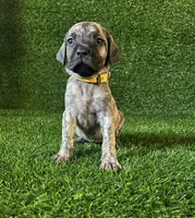 processed/509a7dc3-f2a7-4f5e-b9a5-ce61b90977cf/listing/58553c36-2055-46a6-b3be-b091e4991d57/fd32b5fc-7793-4c9c-8cba-3364337c3a2f