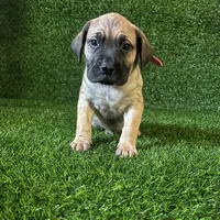 Hilda(PINK), a female Perro de Presa Canario for sale in San Andreas, CA – Photo 3 of 3