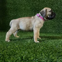 Hilda(PINK), a female Perro de Presa Canario for sale in San Andreas, CA – Photo 2 of 3