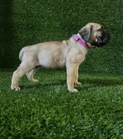 processed/509a7dc3-f2a7-4f5e-b9a5-ce61b90977cf/listing/602e3b6f-0716-4059-88e6-d819448e55f5/a6b89379-2f12-4053-b4e9-ccd435442f6e