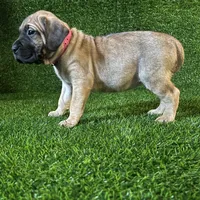 Hilda(PINK), a female Perro de Presa Canario for sale in San Andreas, CA – Photo 1 of 3