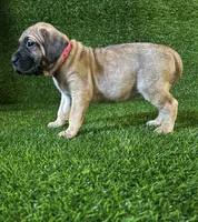 processed/509a7dc3-f2a7-4f5e-b9a5-ce61b90977cf/listing/602e3b6f-0716-4059-88e6-d819448e55f5/b6c29c40-7b7f-4855-a8a6-1d437b2c9693