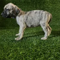 Sigrid(PURPLE), a female Perro de Presa Canario for sale in San Andreas, CA – Photo 2 of 2