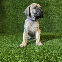 Sigrid(PURPLE), a female Perro de Presa Canario for sale in San Andreas, CA – Photo 1 of 2