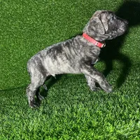 Ivar(RED), a male Perro de Presa Canario for sale in San Andreas, CA – Photo 1 of 4