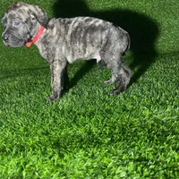 Ivar(RED), a male Perro de Presa Canario for sale in San Andreas, CA – Photo 4 of 4