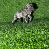 Ivar(RED), a male Perro de Presa Canario for sale in San Andreas, CA – Photo 2 of 4