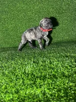 processed/509a7dc3-f2a7-4f5e-b9a5-ce61b90977cf/listing/d50085c6-3469-4657-a145-72c496e6cc00/8b1eaa0e-9f67-4242-81d2-dac42682ae2b