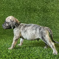 Bjorn(BLACK), a male Perro de Presa Canario for sale in San Andreas, CA – Photo 2 of 3