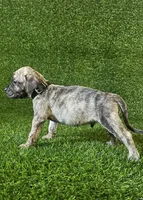 processed/509a7dc3-f2a7-4f5e-b9a5-ce61b90977cf/listing/eef7cea0-663c-487e-81e4-0df76b9e4f90/3cc70a77-7084-463d-b016-c31f74286222