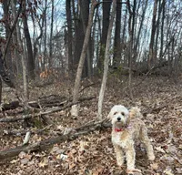 Micro Goldendoodle, a female Goldendoodle for sale in North Branch, MN – 2 of 4