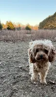 Mini Cavapoo , a male Cavapoo for sale in North Branch, MN – 2 of 3