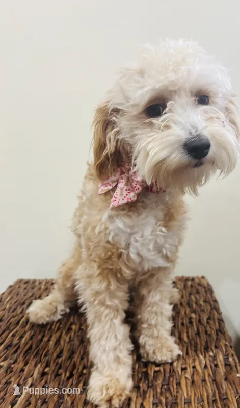 Micro Goldendoodle – Goldendoodle puppy for sale in North Branch, MN