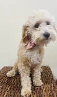 Micro Goldendoodle, a female Goldendoodle for sale in North Branch, MN – 1 of 4