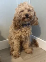 Mini Cavapoo , a male Cavapoo for sale in North Branch, MN – 1 of 3