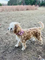 Micro Mini Goldendoodle, a female Goldendoodle for sale in North Branch, MN – 2 of 3