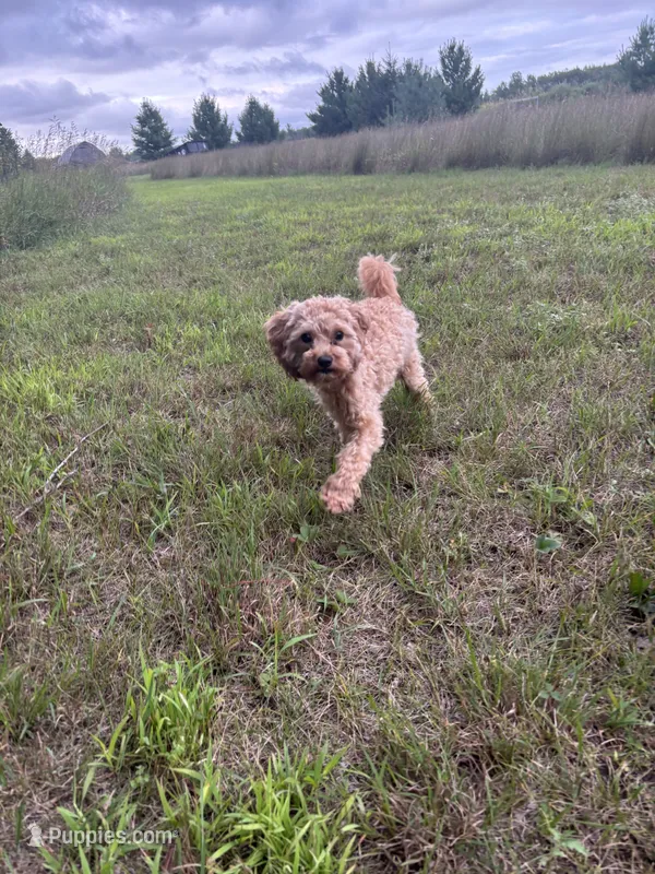 Mini Cavapoo – Cavapoo puppy for sale in North Branch, MN