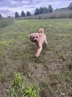 Mini Cavapoo, a male Cavapoo for sale in North Branch, MN – 1 of 3