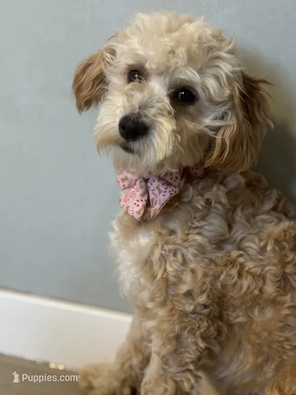 Micro Mini Goldendoodle – Goldendoodle puppy for sale in North Branch, MN