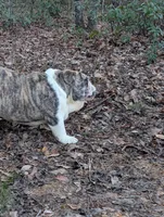 processed/50a14740-0e0d-4469-b52f-9358fc6307d1/listing/cf30aa58-3767-45a9-b173-c70f8f81bea1/342fe645-aeac-44dd-a5e0-06f86b7950cd