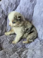 Sweetie , a male Australian Shepherd for sale in West Plains, MO – Photo 5 of 5