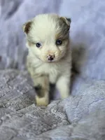 Sweetie , a male Australian Shepherd for sale in West Plains, MO – Photo 4 of 5