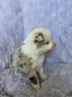 Sweetie , a male Australian Shepherd for sale in West Plains, MO – Photo 3 of 5