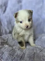 Sweetie , a male Australian Shepherd for sale in West Plains, MO – Photo 1 of 5