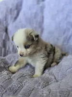 Sweetie , a male Australian Shepherd for sale in West Plains, MO – Photo 2 of 5