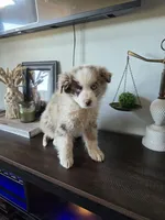 Cowboy, a male Australian Shepherd for sale in West Plains, MO – Photo 2 of 2