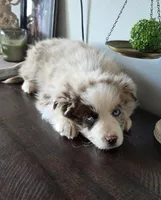 Cowboy, a male Australian Shepherd for sale in West Plains, MO – Photo 1 of 2