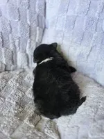 Sis , a female Australian Shepherd for sale in West Plains, MO – Photo 3 of 3