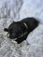 Sis , a female Australian Shepherd for sale in West Plains, MO – Photo 2 of 3