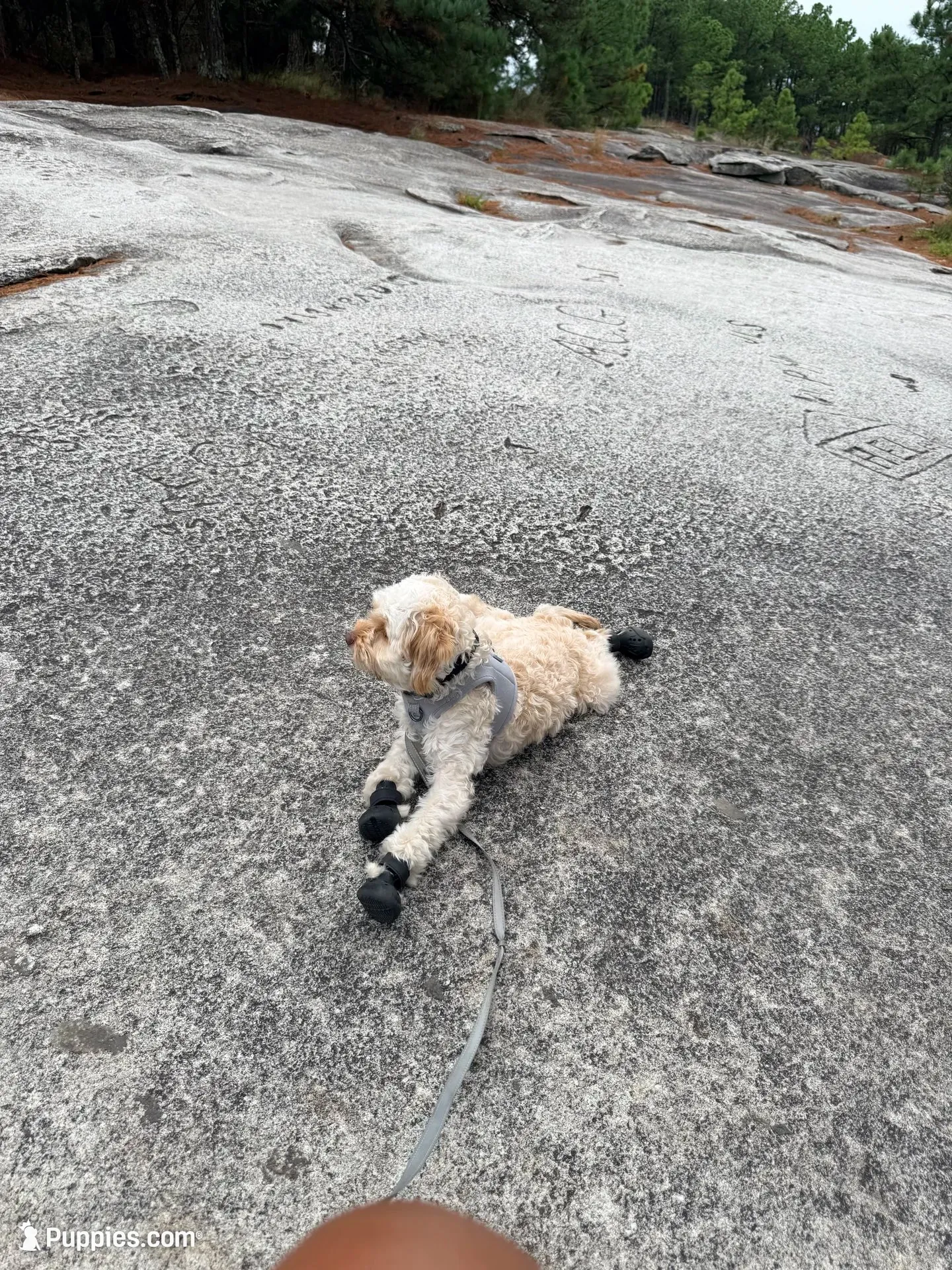 Kosmo, a male Cavapoo for sale in Atlanta, GA – 3 of 5